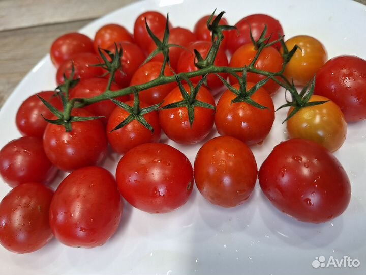 Семена томата Сахарный глянец