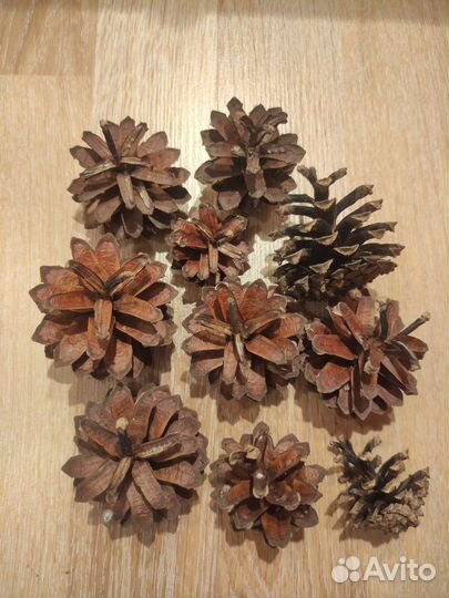 Шишки для декора