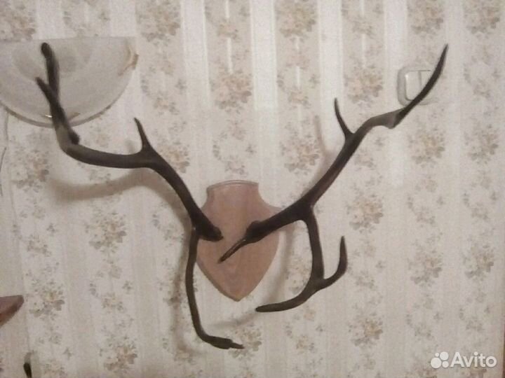 Рога оленя