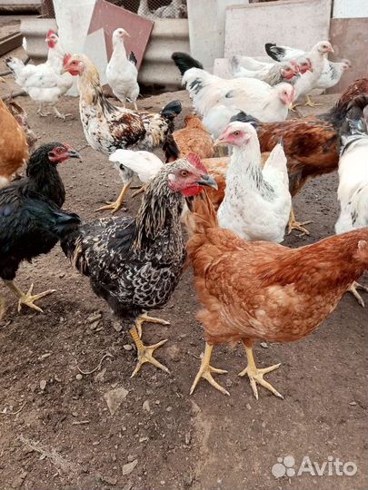 Молодые петухи