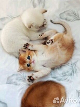 Британские котята золотая шиншилла