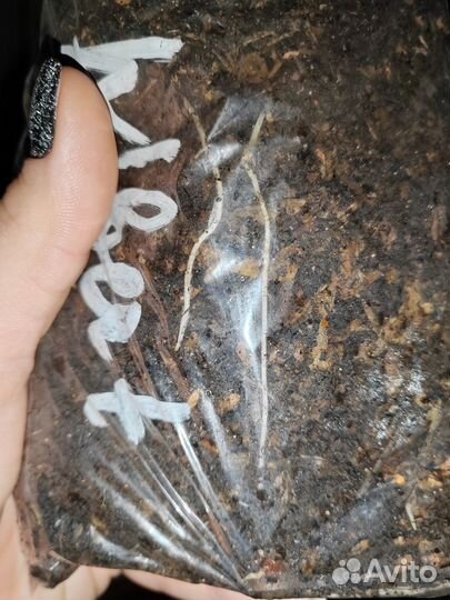 Пионы саженцы Albert Crousse