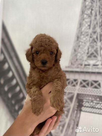 Щенки той пуделя