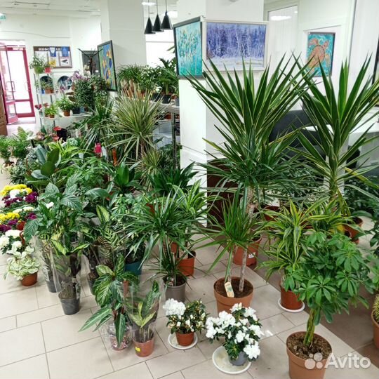 Пальма, калатея, шефлера, примула, виола