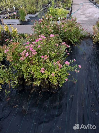 Декоративные растения