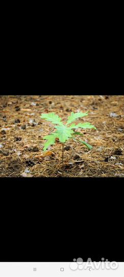 Ростки дуба