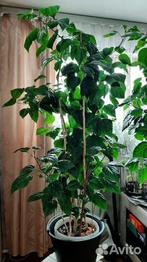 Гибискус китайская роза