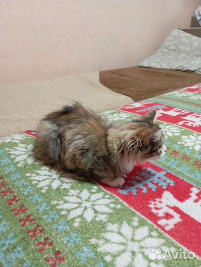 Котенок девочка в дар