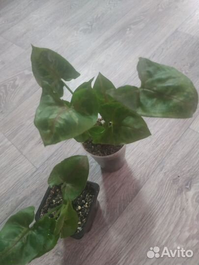 Домашние цветы