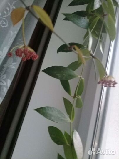 Хойя грацилис