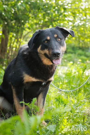 Собака в добрые руки