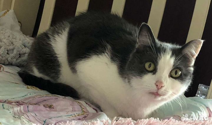 Котик в добрые руки