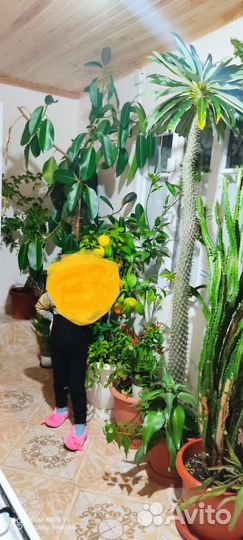 Кактус Пахиподиум