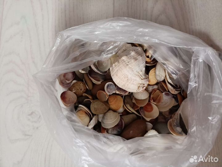 Ракушки с чёрного моря для поделок