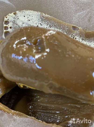 Мед гречишный. Сбор 2022. От 12 кг