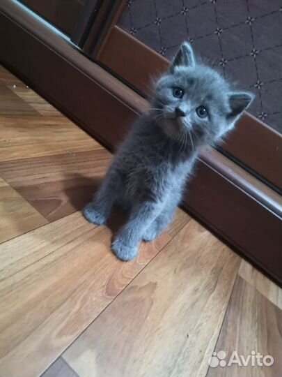 Кошечки в добрые руки