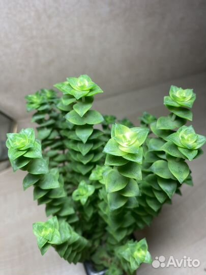 Кактусы и суккуленты