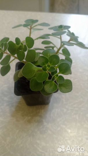 Аихризон-дерево любви, оксалис