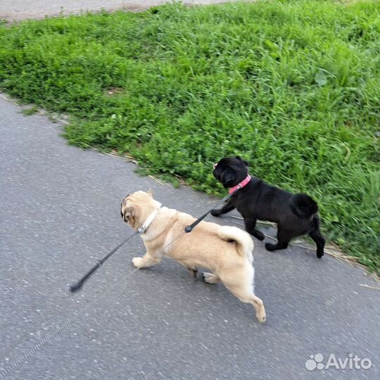 Мопсики из питомника