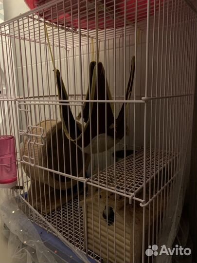 Белка дегу с клеткой