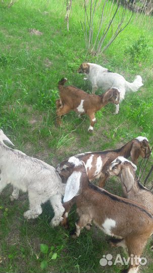 Продам козлят., порода нубийцы/шами