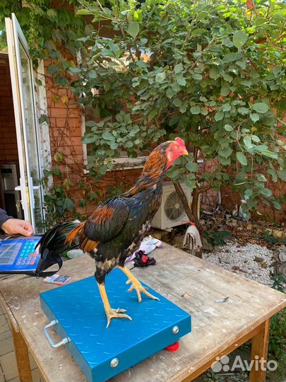 Бойцовые петухи хинт