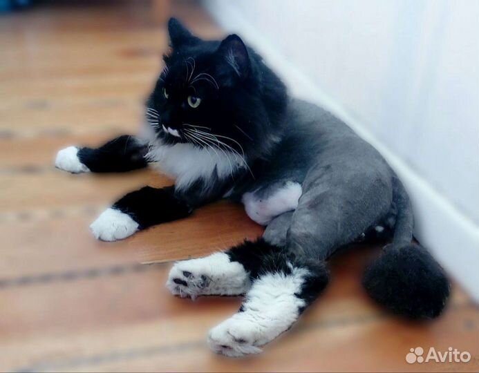 Стрижка кошек на выезде