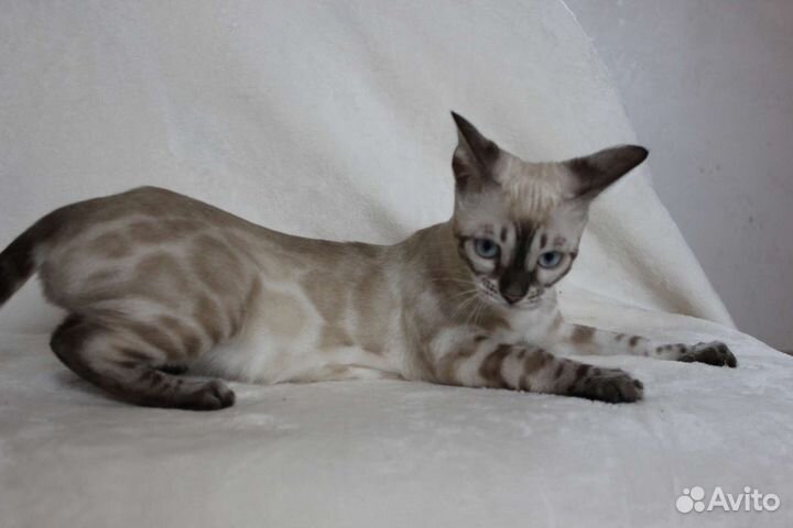 Снежные и угольные бенгальские котята