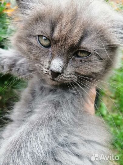 Дачные котята в добрые руки)