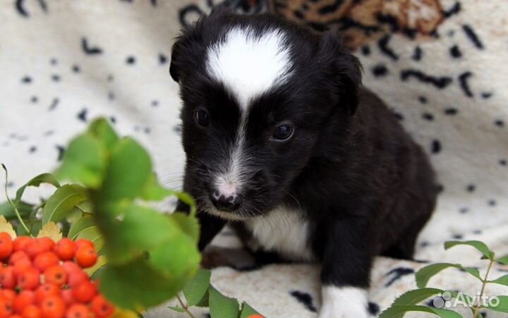Щенок мальчик
