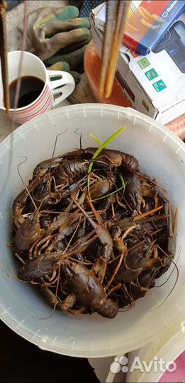 Раки живые