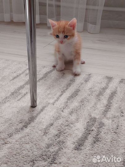 Кошки в добрые руки бесплатно