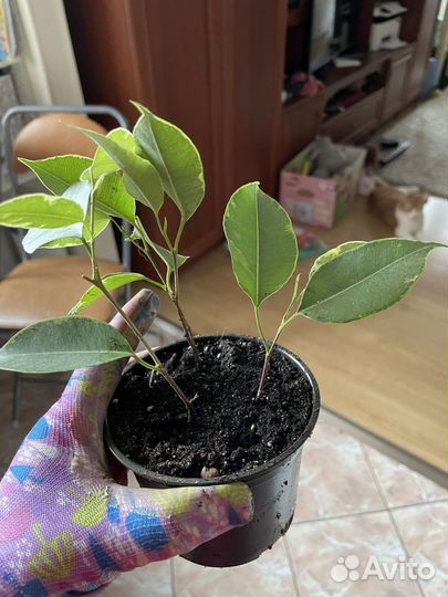 Цветы фикус бенджамина денежное