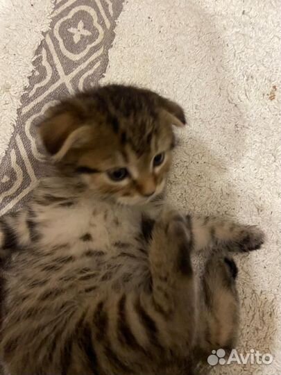 Вислоухие котята