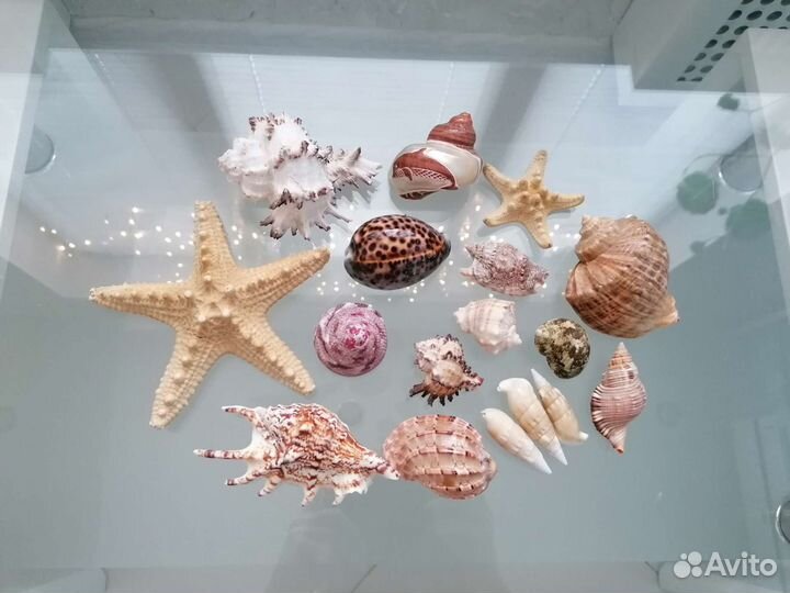 Ракушки, морские звезды