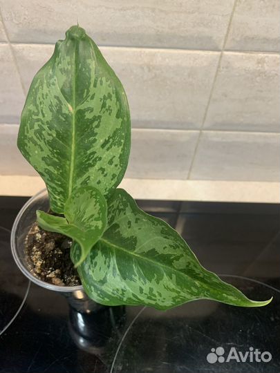 Аглаонема Green prakaiphet