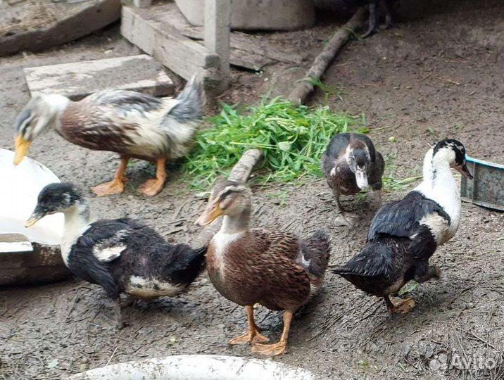 Домашняя птица