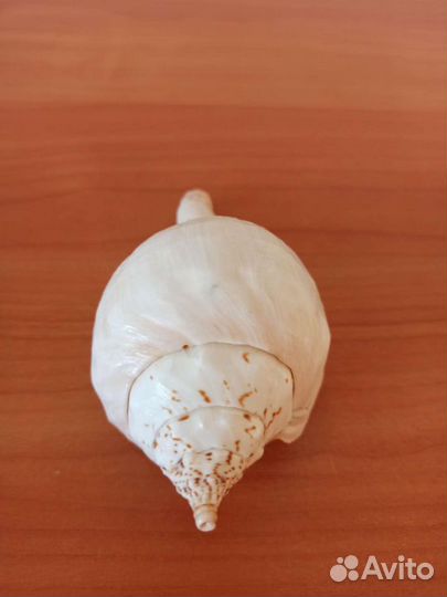 Морская раковина