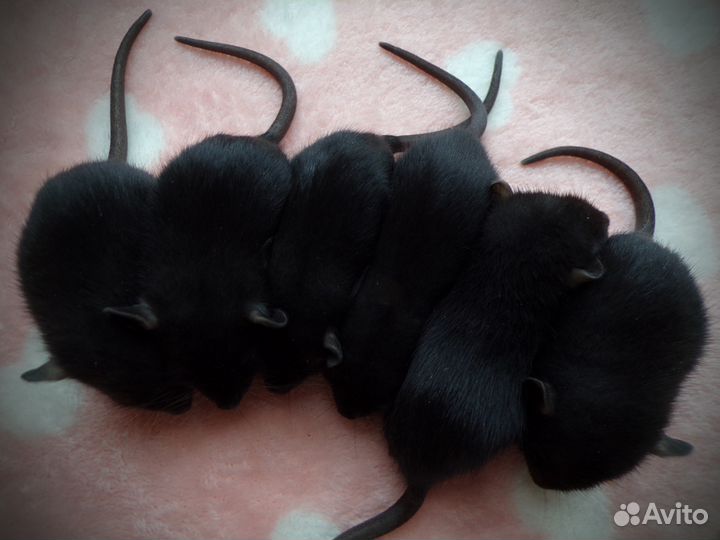 Декоративные цветные крысы, мыши