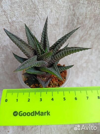 Суккуленты хавортии