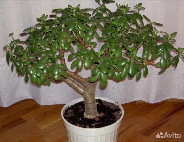 Крассула/Толстянка/Денежное дерево