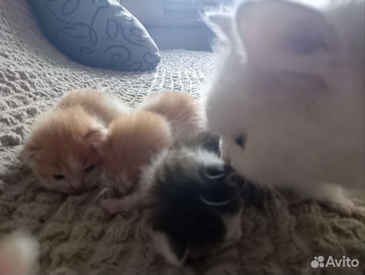 Котята в добрые руки бесплатно