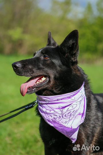 Красивая черная собака ищет семью