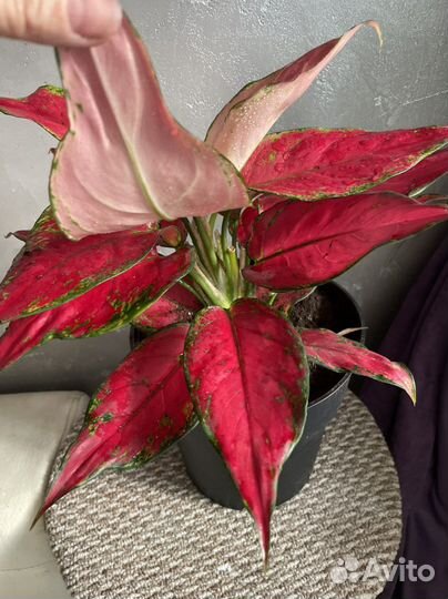 Аглаонема chery беби взрослая