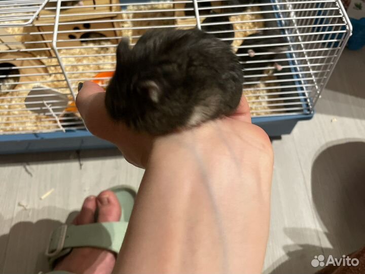 Джунгарские хомячки с клеткой