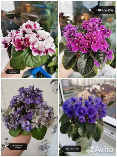 Укорененные листы мини фиалок