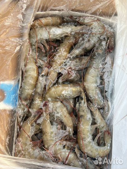 Креветка королевская, с головой, Эквадор