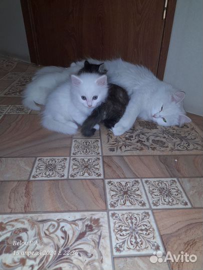 Ангорская кошка