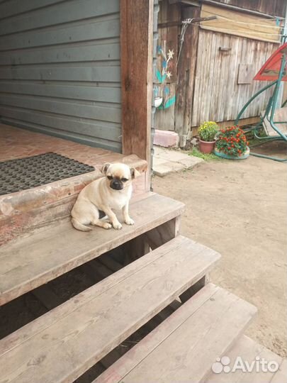 Чихуахуа mini девочка