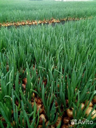 Зеленый лук оптом